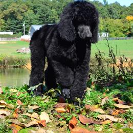 Poodle Puppies from D and D Standard Poodles