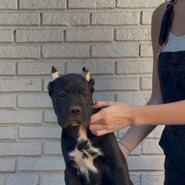 Black Female - Black female Cane Corso puppy in Knoxville, Tennessee from Crowned Corso