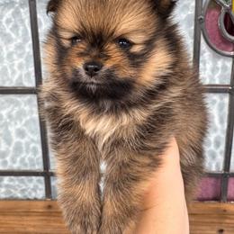 Andre - Orange sable male Pomeranian puppy in Big Pine Key, Florida from Kaleys Poms