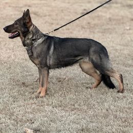 Cataleya - German Shepherd