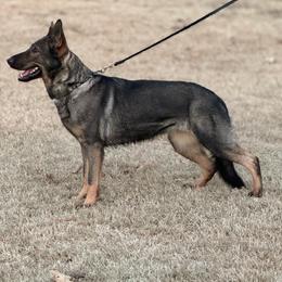Cataleya - German Shepherd