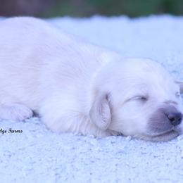 Boy 2 - male Dachshund puppy in Murray, Kentucky from Shadow Ridge Farms