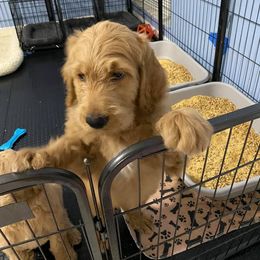 Goldendoodle Puppies from SunriseDoodles