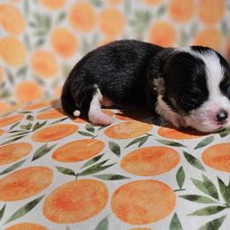 Girl 2 - White and black Pembroke Welsh Corgi puppy in Cypress, Texas from Boba Tea Corgis