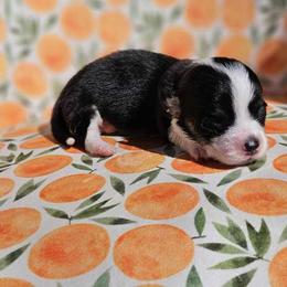 Girl 2 - White and black Pembroke Welsh Corgi puppy in Cypress, Texas from Boba Tea Corgis