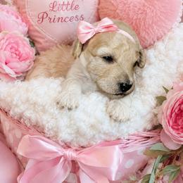 Miss Potts - Cream female Poodle puppy in Hertford, North Carolina from Heaven Sent Shihpoo's