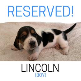 Lincoln - Black white and brown male Basset Hound puppy in San Tan Valley, Arizona from Liberty Bassets