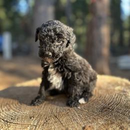 Perseus - Sable male Goldendoodle puppy in Pollock Pines, California from Penny Lane’s Doodles