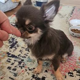 AKC Fluffy Girl - Chocolate and tan female Chihuahua puppy in Brooklyn, New York from Nadezhda's Chihuahuas
