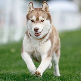 Siberian Huskies from Canyon Creek Siberian