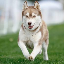 Siberian Huskies from Canyon Creek Siberian