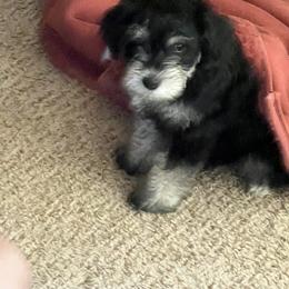 Miniature Schnauzer Puppies from Chantel's Miniature Schnauzers