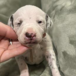 Snow - White and liver brown female Dalmatian puppy in Travelers Rest, South Carolina from Cotton Top