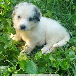 Girl 1 - White and badger female Great Pyrenees puppy in Nicholson, Georgia from Pony Trail Farm