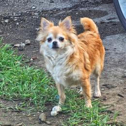 Daliah - Chihuahua