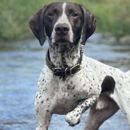 German Shorthaired Pointers from Blazing Ridge Working Dogs