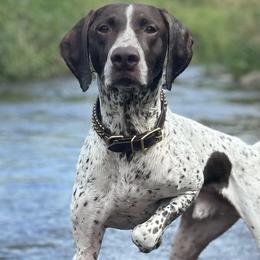 German Shorthaired Pointers from Blazing Ridge Working Dogs