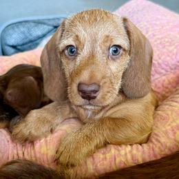 Harrison - Red male Dachshund puppy in Homedale, Idaho from Jeff & Joette