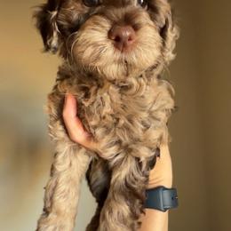 Haven - Merle female Goldendoodle puppy in Decatur, Texas from Scherrer Sweet Goldendoodles
