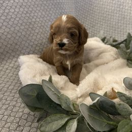 Cavapoo Puppies from Poppy Garden Doodles
