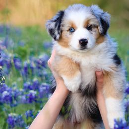 Australian Shepherds, Miniature American Shepherds, Miniature Australian Shepherds, and Toy Australian Shepherds from Wigglebutts Unlimited