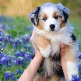 Australian Shepherds, Miniature American Shepherds, Miniature Australian Shepherds, and Toy Australian Shepherds from Wigglebutts Unlimited