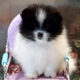Buster - Black parti male Pomeranian puppy in Forsyth, Illinois from Amazing Grace Pomeranians