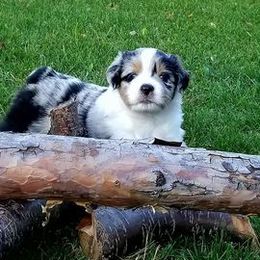 Miniature Australian Shepherds from Canine's Curriculum
