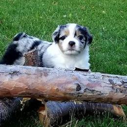 Miniature Australian Shepherds from Canine's Curriculum