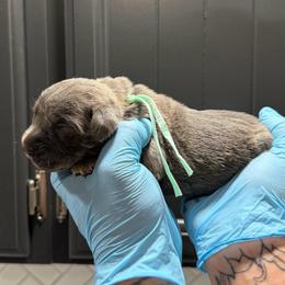 Female 1 - Gray brindle female Cane Corso puppy in Cashion, Oklahoma from APEXOK Cane Corsos LLC
