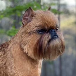 Airedale Terriers and Brussels Griffons from JOVAL Kennel