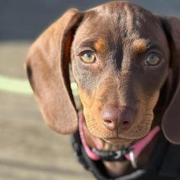 Penny - Dachshund