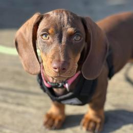 Penny - Dachshund