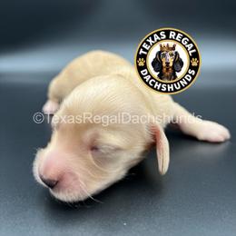 Waffle 4000 - Cream female Dachshund puppy in Houston, Texas from Texas Regal Dachshunds LLC