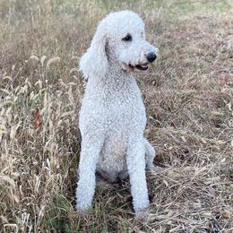 Aussiedoodles from Harmony Hill Doodles