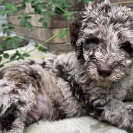 Goldendoodles from SC Puppies