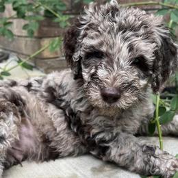 Goldendoodles from SC Puppies