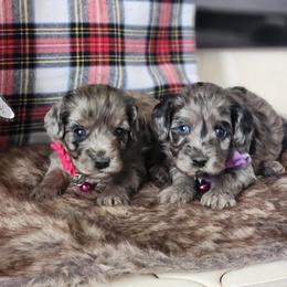 Cavapoo and Dachshund Puppies from Barnyard Dachshunds, Dals & Doodles