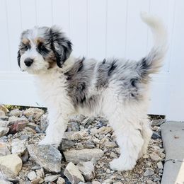 Bernedoodle Puppies from Salty Point Doodles