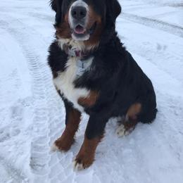 Bernedoodle and Bernese Mountain Dog All Grown Up from Montana Berners