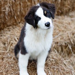 BTF1 - Black tri-color female Australian Shepherd puppy in Warm Springs, Georgia from Out West Aussies