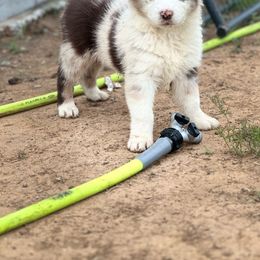 Catus - Red merle Australian Shepherd puppy in Mineral Wells, Texas from A6 Australian Shepards