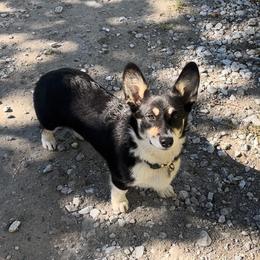 Pembroke Welsh Corgi Puppies from Top-Notch Paws