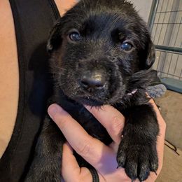 Princess Peach, Pink Collar - Black female Labrador Retriever puppy in Commerce, Oklahoma from Standing Water Kennels
