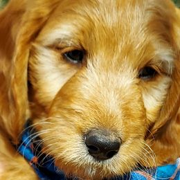 Cavapoos from Adorable Mini Doodles LLC