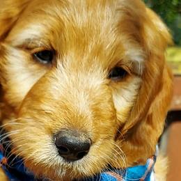 Cavapoos from Adorable Mini Doodles LLC