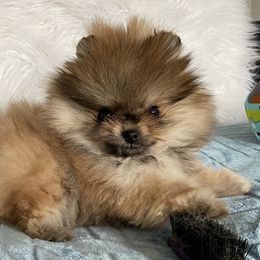 Pomeranians from Mariotti Pomeranians