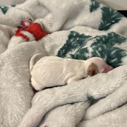 Goldendoodles from AZ River Doodles