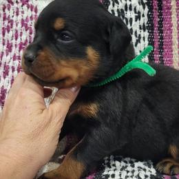 Girl 4 - Black and mahogany female Rottweiler puppy in Blanchard, Oklahoma from Mystique Kennel