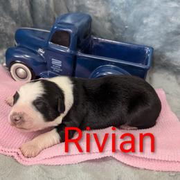 Rivian - Black tri-color female Australian Shepherd puppy in Parker, Colorado from Legacy Ranch Australian Shepherds